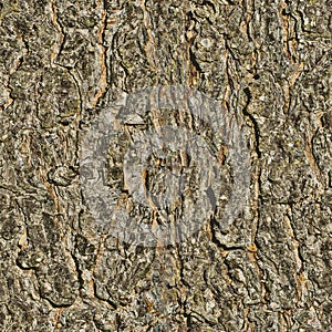 Background texture tree. seamless texture