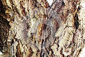 Background texture tree, tree bark