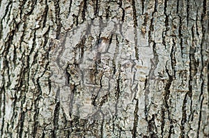 Background texture of a tree trunk