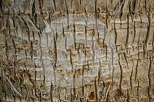 Background texture of tree trunk. Palm tree