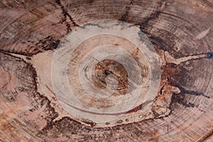 Background texture tree trunk veins