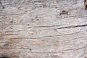 Background texture of trunk of old dry tree with long cracks.