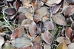 Background and texture of various autumn leaves lying on the ground and frozen