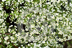 Background texture of white flowers on the blooming bush