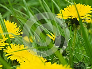 Background and texture of yellow dandelions among green grass.