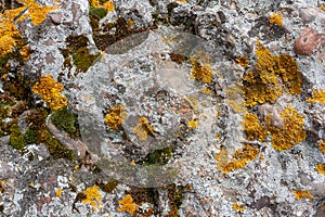 Background texture with yellow, green and gray moss with lichen on the stones.