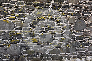 Background texture of yellow green lichen covering grey bluestone wall made of basalt rocks