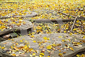 Background texture of yellow leaves in Autumn with big root of tree, foliage on the floor.