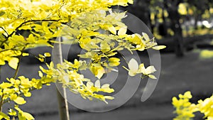 Background texture of yellow leaves autumn leaf background . fall leaves in autumn .seasonal concept idea background