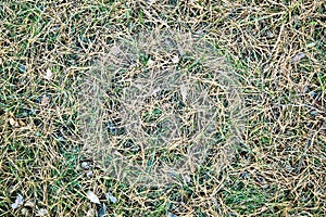 Background, texture, yellow pine needles on green grass, photo