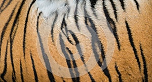 Background textured of bengal tiger fur