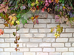 Background. Textured light brick wall with climbing plants with green leaves. For design