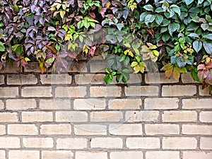 Background. Textured light brick wall with climbing plants with green leaves. For design