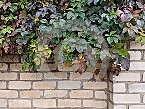 Background. Textured light brick wall with climbing plants with green leaves. For design