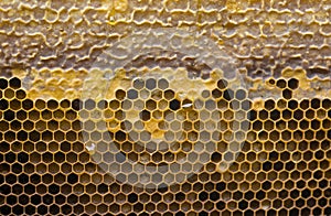 Background, textured natural honeycomb with baked honey. Bee honey in honeycomb wax. Beekeeping. organic