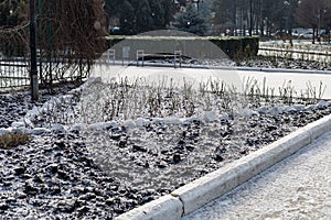 Background on the theme of wintering roses and the effect of frost on plants