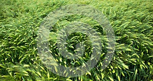 Background of thick green barley blowing in the wind on the farm