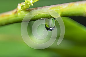 Background with a thin branch of a young plant with water drops