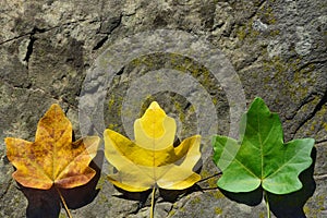 Background with three autumn colored leaves lying on a stone side by side and shining in the sunlight