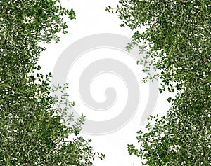 Background with Thyme branches and white space