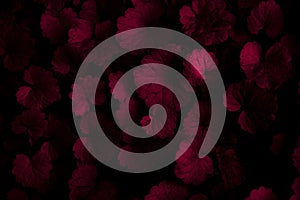 background of tiny red leaves