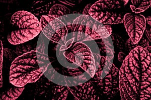 background of tiny red leaves