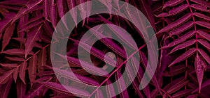 background of tiny red leaves