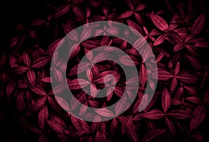 background of tiny red leaves