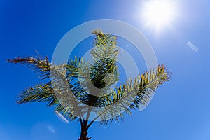 Background of the top of a palm tree seen from below against the midday sun