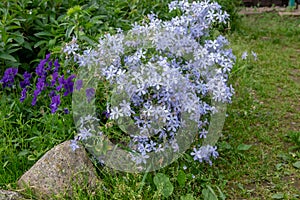 Background of Trailing Blue Saxifraga in garden