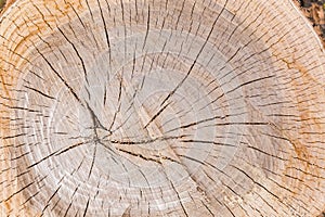 Background of the transverse cut of the elm tree trunk