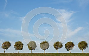 Background of tree alley and blue sky