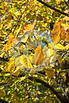 Background tree in autumn