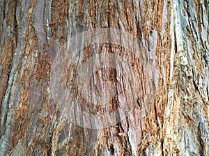 Background tree bark closeup - Californian redwood Sequoia Sempervirens