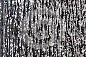 Background tree bark