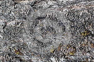 Background, tree bark with lichen growing vertically