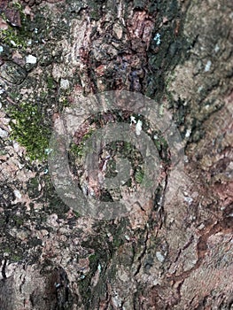 background of tree bark surface with green moss