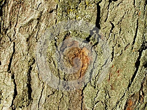 Background, tree bark