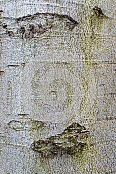 Background. Tree bark texture of Fagus sylvatica or European beech