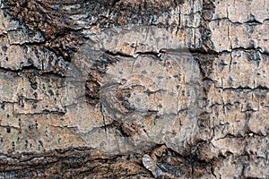 Background. Tree bark texture of Fagus sylvatica or European beech