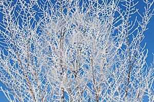 Background with tree branches covered with snow