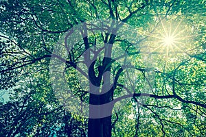 Background of tree branches with green foliage with sun radius.