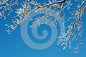 Background with tree branches in hoarfrost