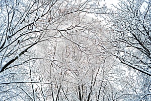 Background of tree branches in the snow