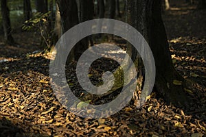 Background, tree, hornbeam tree bark and moss.close up.beautiful artistic light