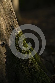 Background, tree, hornbeam tree bark and moss.close up.beautiful artistic light