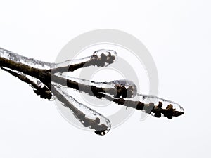 Background - tree limb with ice
