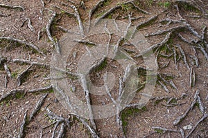 Background tree roots on the ground photo