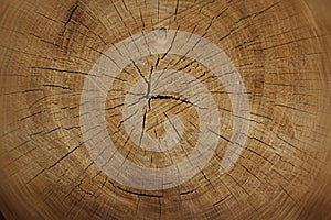 Background of tree saw cut