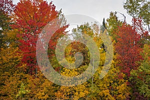 Background of trees in beautiful autumn color in northern Minnesota
